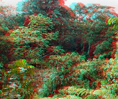 06-Tirimbina forest-058